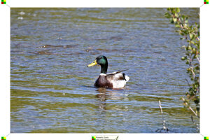 dsc_2647.jpeg