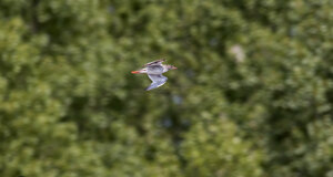 Ambiente scrivia 2018