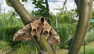 Sfinge dagli occhi - Smerinthus ocellata