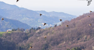 Frosoni - Coccothraustes coccothraustes