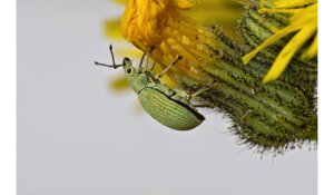 polydrusus%20formosus%203.jpeg
