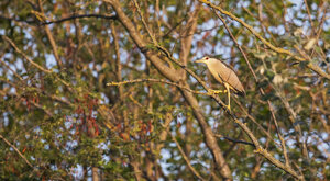 Ambiente Scrivia 2020