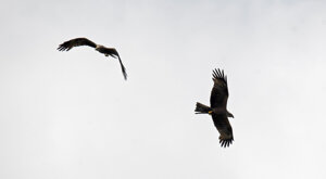 Ambiente Scrivia 2023