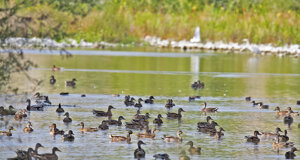 Ambiente Scrivia 2022