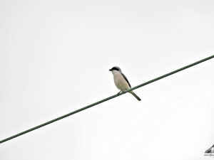 Ambiente Scrivia 2019