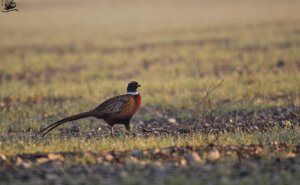 Ambiente scrivia 2017