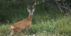 8b2cb364-34fb-45dc-90b2-e7b7ba6c31db