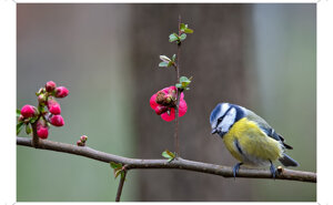 a74779ad-d3f4-44ee-a1b7-b2621629b6c0