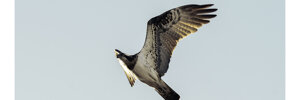 falco%20pescatore2.jpeg