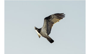 falco%20pescatore2.jpeg