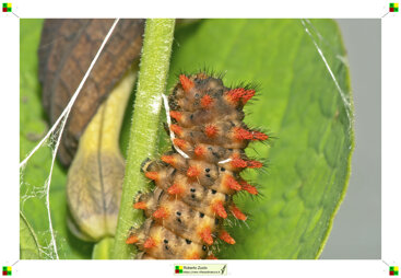 00e06adf-8377-4a8d-a229-cac9e385aa3e