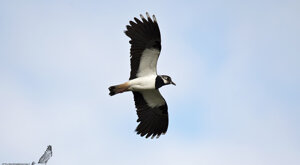 Ambiente Scrivia 2020