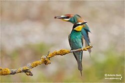 0ada3458-aaf0-4f95-bb50-0f76c3f3b74a