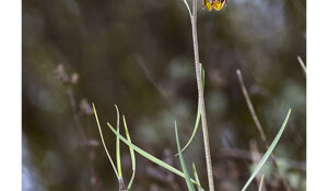 fritillaria%20montana%204.jpeg