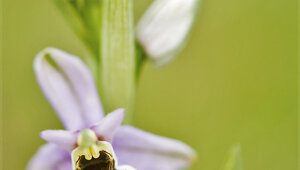 Parco Antola - Liguria