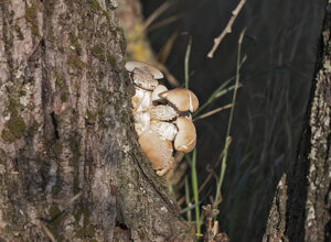Ambiente scrivia (AL) Piemonte