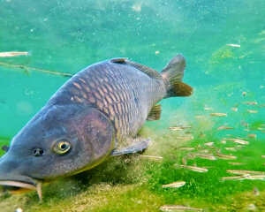 Fermo immagine da video -Ambiente Scrivia 2021