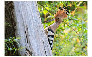 Ambiente scrivia 2025