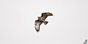Poiana - Buteo buteo