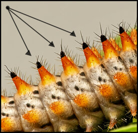 603bf609-8308-447d-9bbe-8c29aec2a1d5