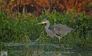 Ambiente scrivia 2017