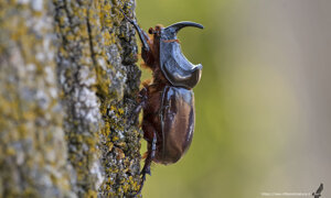 Ambiente Scrivia 2021