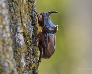 Ambiente Scrivia 2021