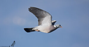 Colombaccio - Columba palumbus