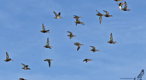 Ambiente Scrivia 2020