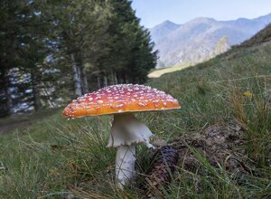 Colle della Vaccera (Piemonte)