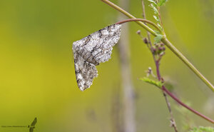 Ambiente Scrivia 2021