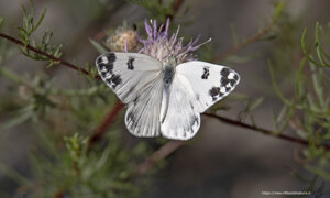 Ambiente Scrivia 2021