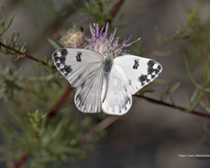 Ambiente Scrivia 2021