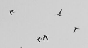 Ambiente Scrivia 2021