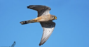 Gheppio - Falco tinnunculus