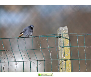 f83e9720-aeff-414a-a914-efc7ad1ff6bc