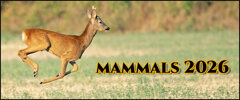 pag.2026 mammals.jpeg