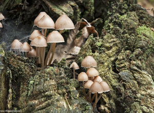 Busalla (GE) Liguria