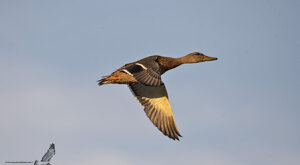 Ambiente Scrivia 2020