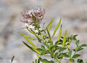 Ambiente Scrivia 2021