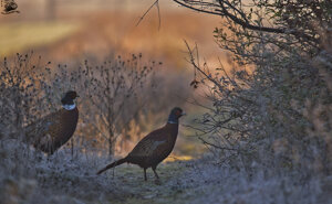 Ambiente scrivia 2107