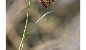 fritillaria%20montana%201.jpeg