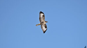 Ambiente Scrivia 2021