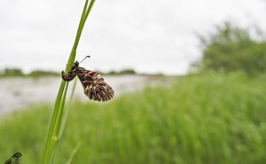 Ambiente scrivia 2019