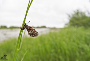 Ambiente scrivia 2019