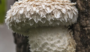 Ambiente Scrivia 2020