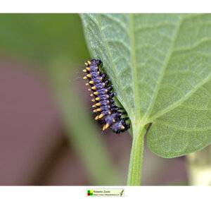 Ambiente scrivia 2024