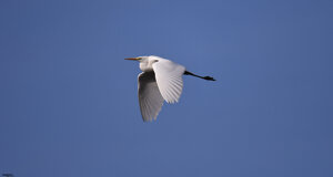 Ambiente scrivia 2018