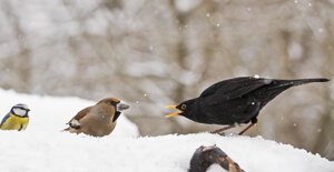 Capanno fotografico - Piemonte