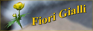 fiori-gialli